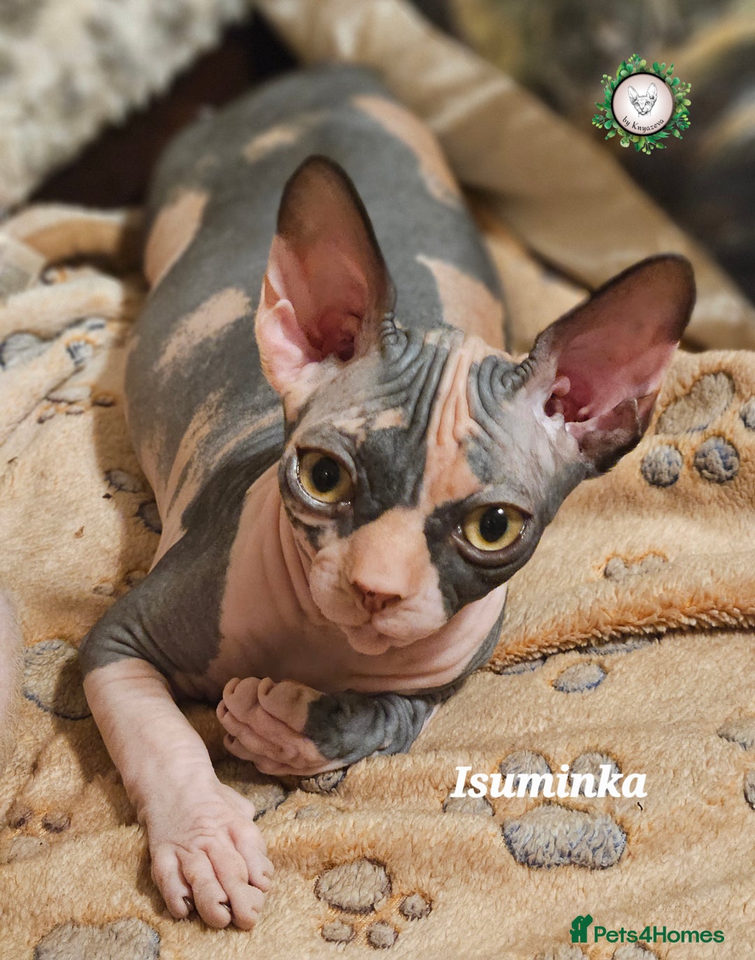 Sphynx cats for sale: Adorable Canadian Sphynx – Champion line - Advert 38