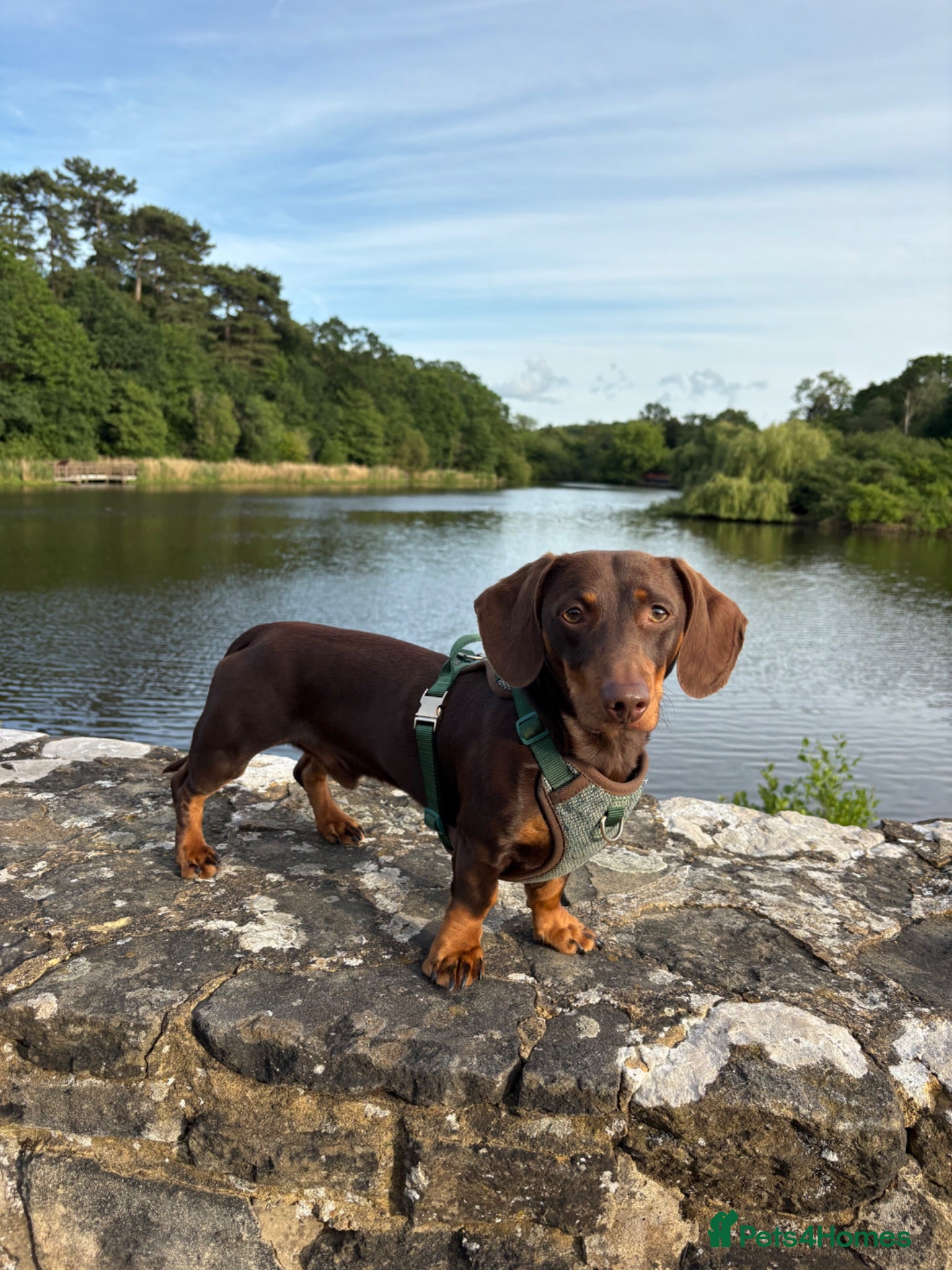 Dachshund dogs Marti is ready for stud  - Advert 2