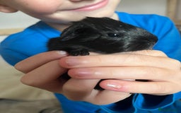 Guinea Pig rodents for sale: 2 baby guinea pigs  - Image 5
