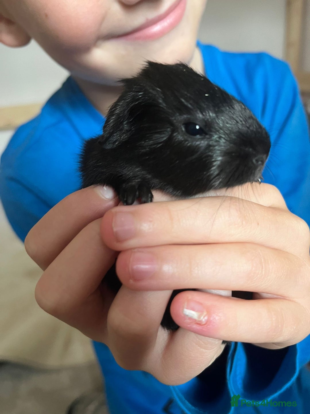 Guinea Pig rodents for sale: 2 baby guinea pigs  - Image 5
