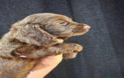 Cocker Spaniel dogs for sale: Cocker Spaniel puppies - Advert 5