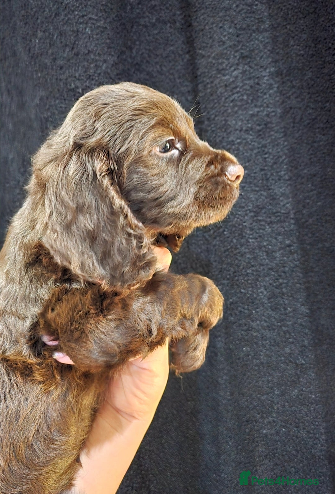 Cocker Spaniel dogs for sale: Cocker Spaniel puppies - Advert 5