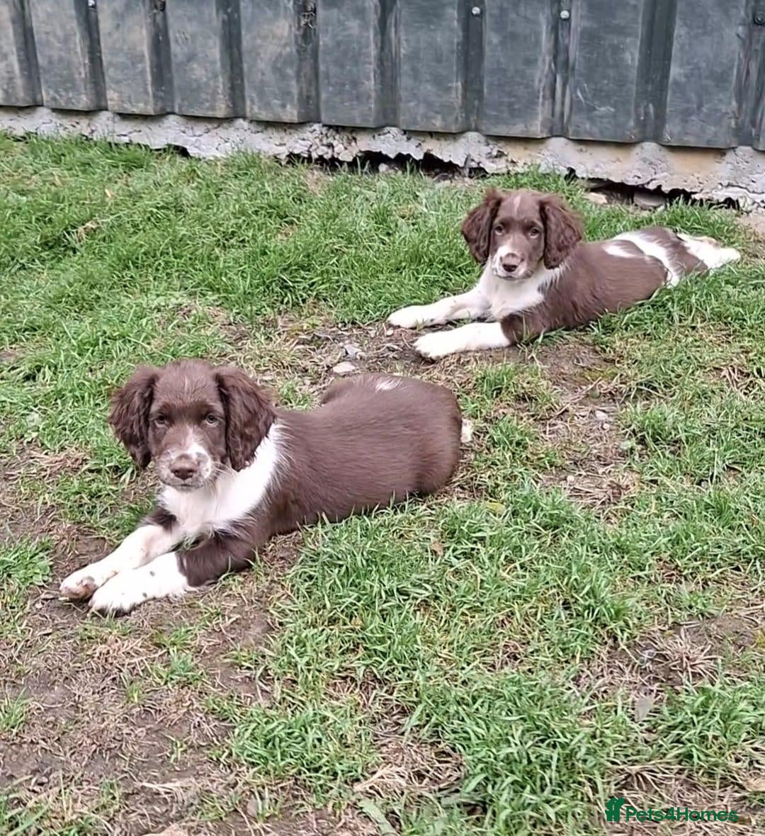 English Springer Spaniel dogs Stunning English Springer Spaniel Puppies - Advert 7
