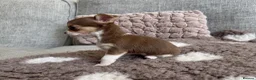 Chihuahua dogs for sale: 🐶Tiny exquisite RARE blue, Lilac & Chocolate Tri  - Advert 19
