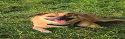 Mixed Breed dogs for adoption: Sweet Lennin looking for LOVE  - Advert 3
