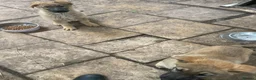 German Shepherd dogs for sale: GERMAN SHEPHERD PUPS - Advert 7