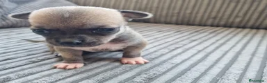 Chihuahua Puppy 1