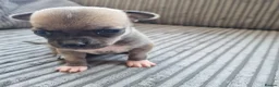 Chihuahua dogs for sale: Winnie and simbas puppies  in Gillingham - Advert 2