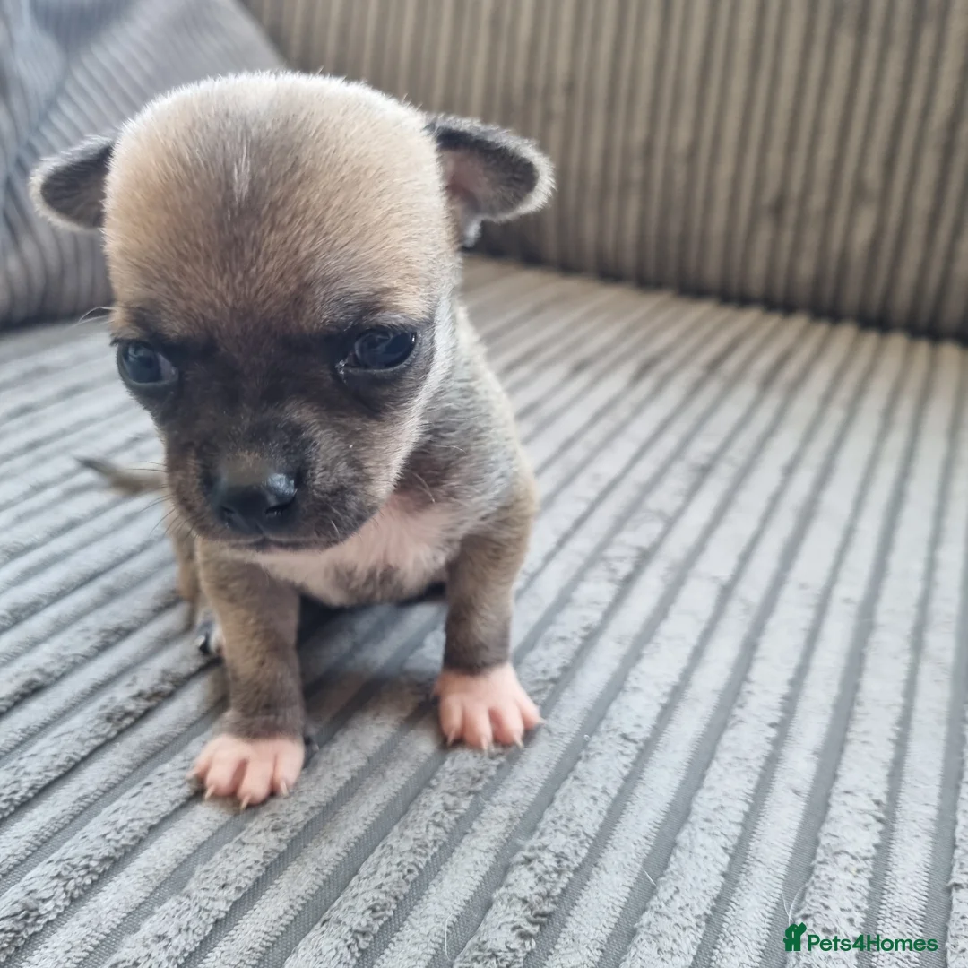 Chihuahua dogs for sale: Winnie and simbas puppies  in Gillingham - Advert 2