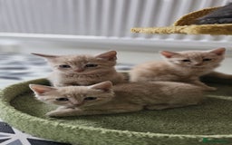 Domestic Shorthair cats for sale: 6 Kittens for sale 😻 - Image 1