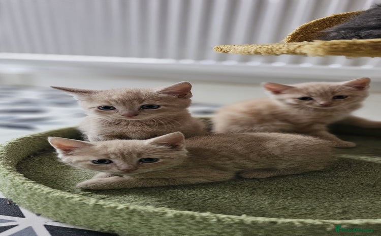 Domestic Shorthair cats - Advert 4