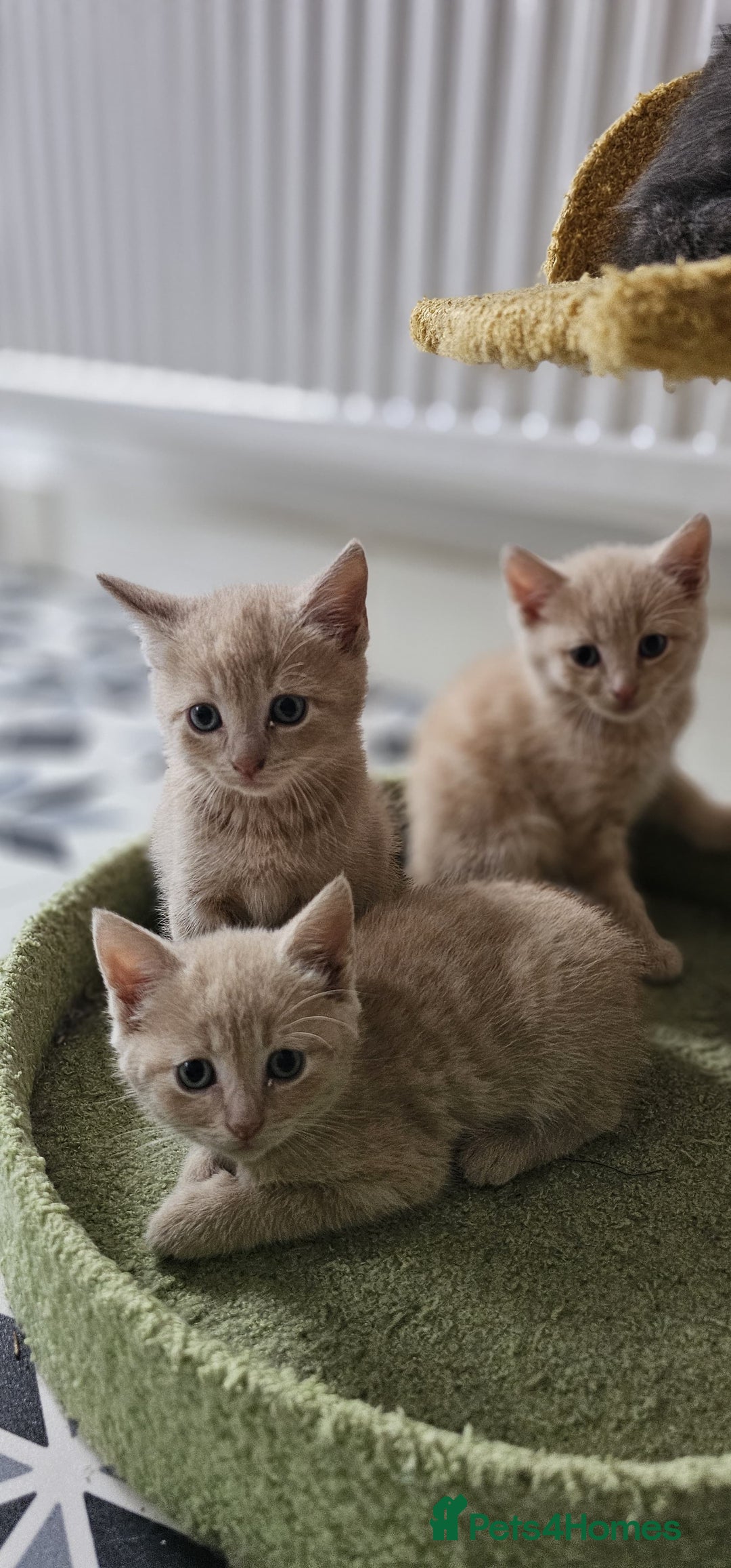 Domestic Shorthair cats for sale: 6 Kittens for sale 😻 - Image 1