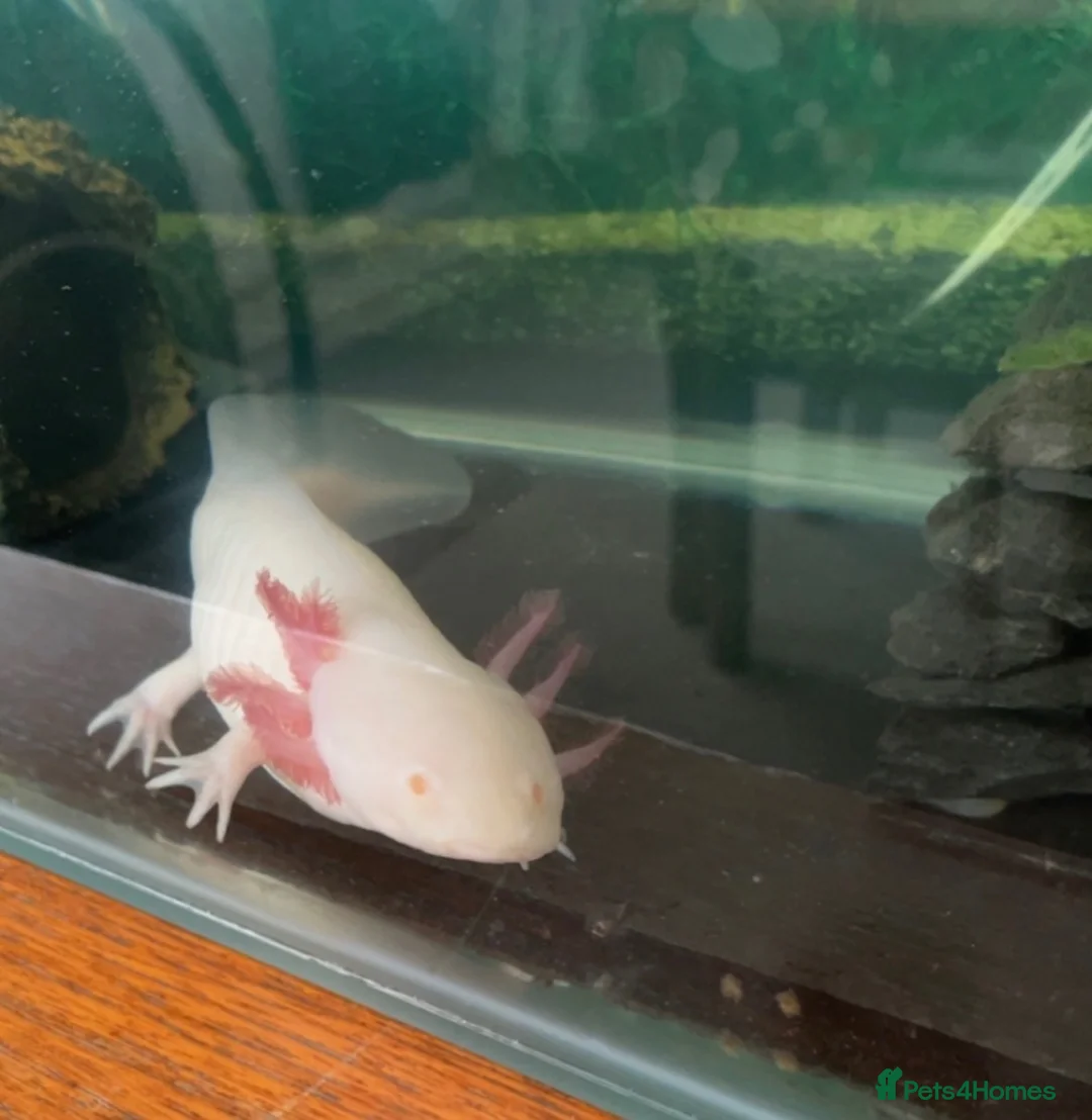 Axolotl reptiles for sale: Albino Axolotl  in Hengoed - Advert 4