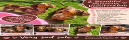 Miniature Dachshund dogs for sale: A pair 1 year old miniature dachshund with papers  - Advert 11