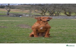 Labrador Retriever dogs for stud: KC REG FULLY HEALTH TESTED WORKING DARK RED STUD in Hawes - Image 8