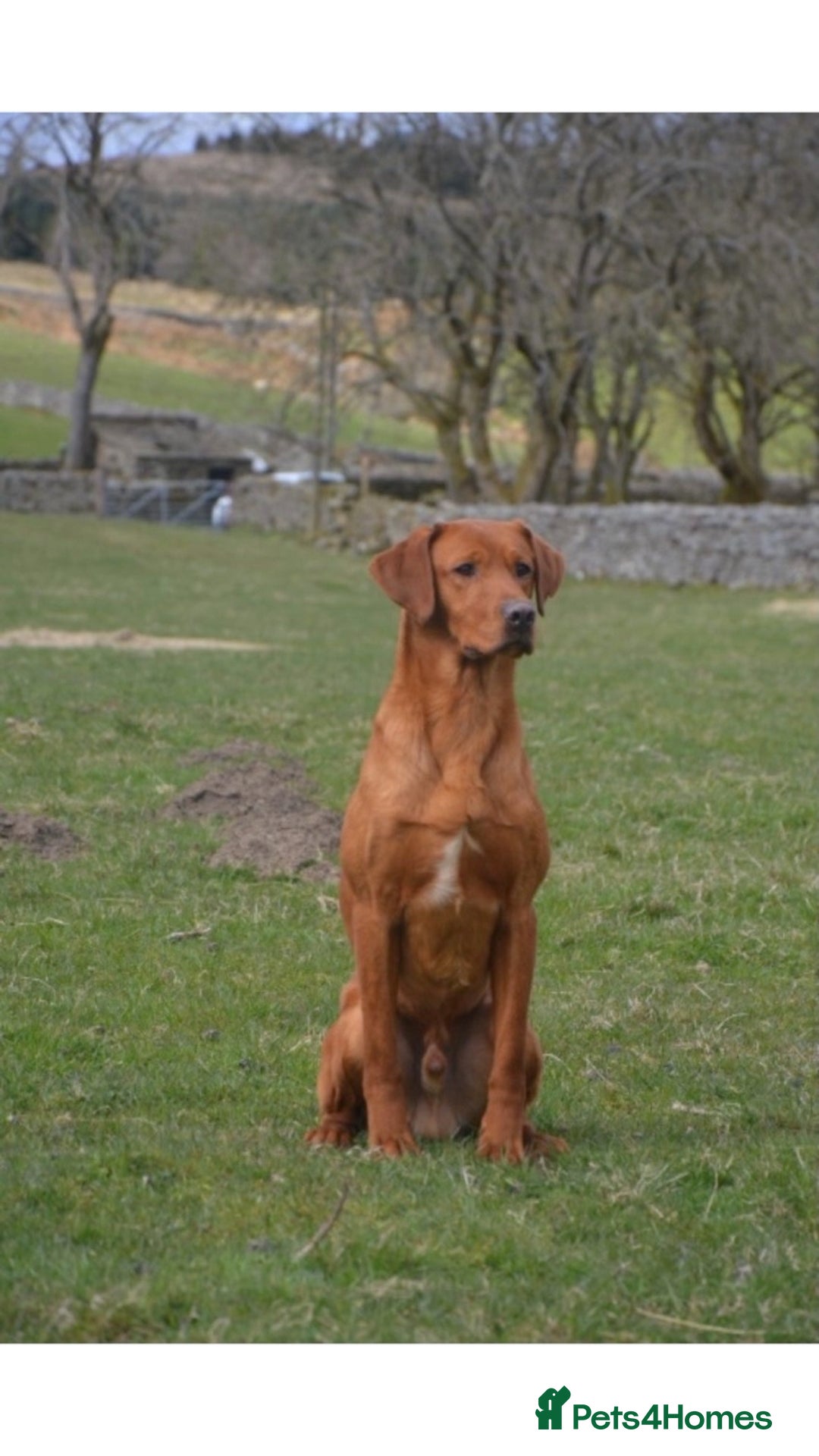 Labrador Retriever dogs for stud: KC REG FULLY HEALTH TESTED WORKING DARK RED STUD in Hawes - Image 8