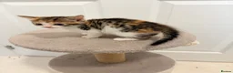 Mixed Breed cats for sale: 4 gorgeous kittens  - Advert 10