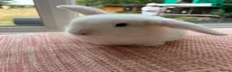 Mini Lop rabbits for sale: Mini Lop Buck - Advert 2