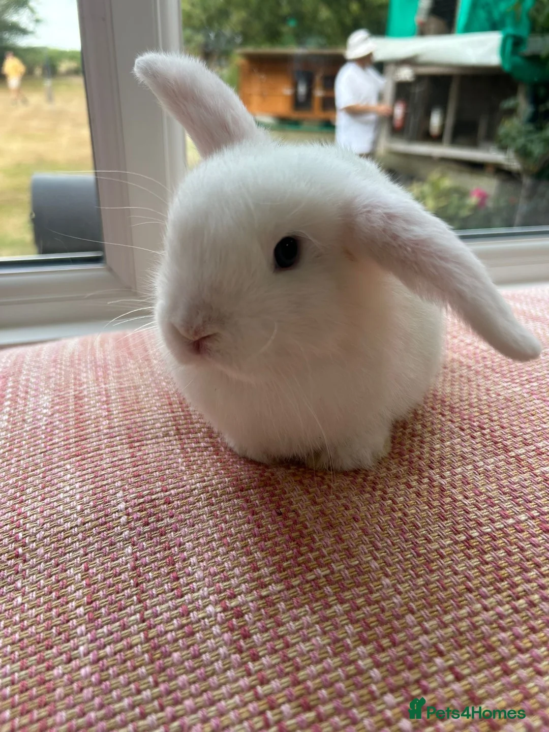 Mini Lop rabbits for sale: Mini Lop Buck - Advert 2