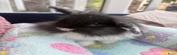 Mini Lop rabbits for sale: Mini lops-raised indoors-vaccinated  - Advert 16