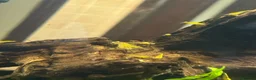 Shrimps fish for sale: Yellow shrimp for sale  in Warrington - Advert 2