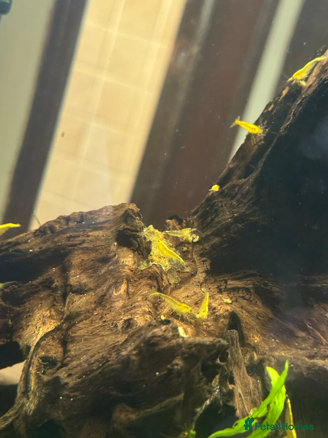 Shrimps fish for sale: Yellow shrimp for sale  in Warrington - Advert 2