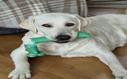 Labrador Retriever dogs for sale: Labrador Puppies for sale 24/10/25 onwards - Image 11