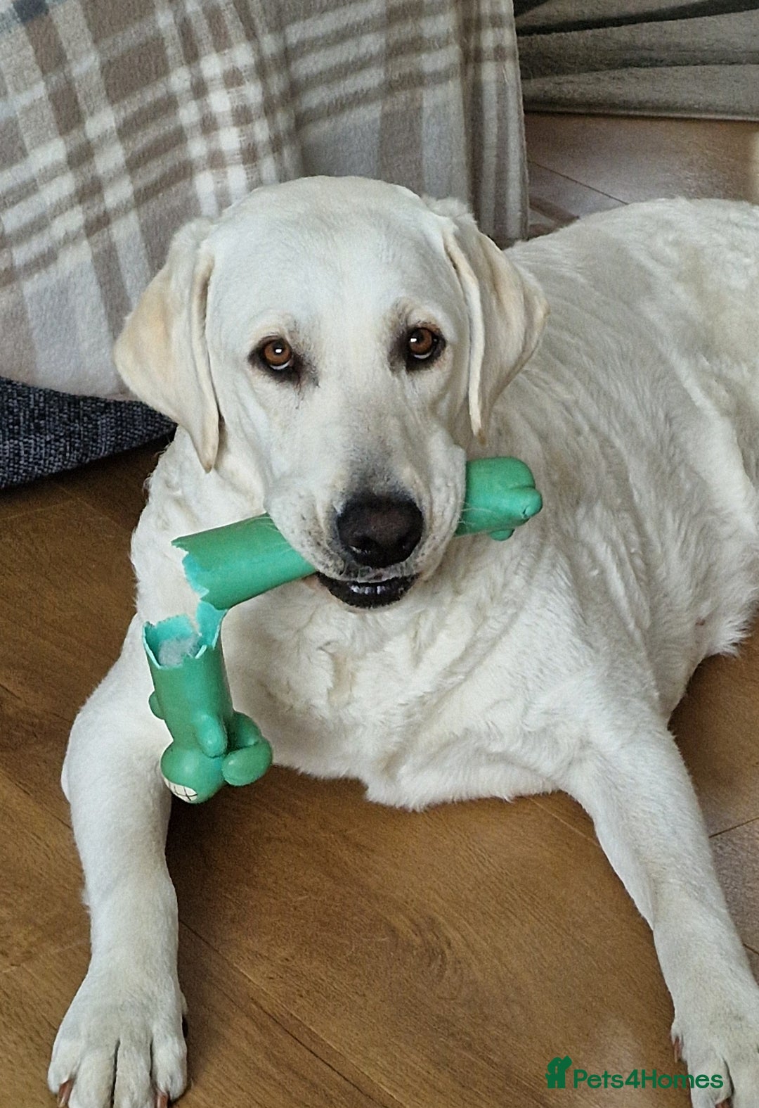 Labrador Retriever dogs for sale: Labrador Puppies for sale 24/10/25 onwards - Image 11