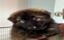 German Shepherd dogs for sale: Ready to leave kc reg big boned health tested gsd - Image 11