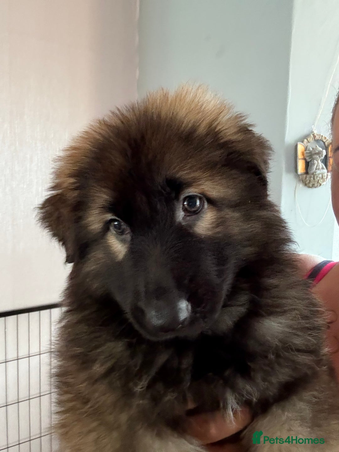 German Shepherd dogs for sale: Ready to leave kc reg big boned health tested gsd - Image 11