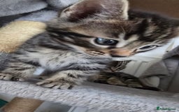 Bengal cats for sale:  Bengal with long haired blk & white kittens - Image 36