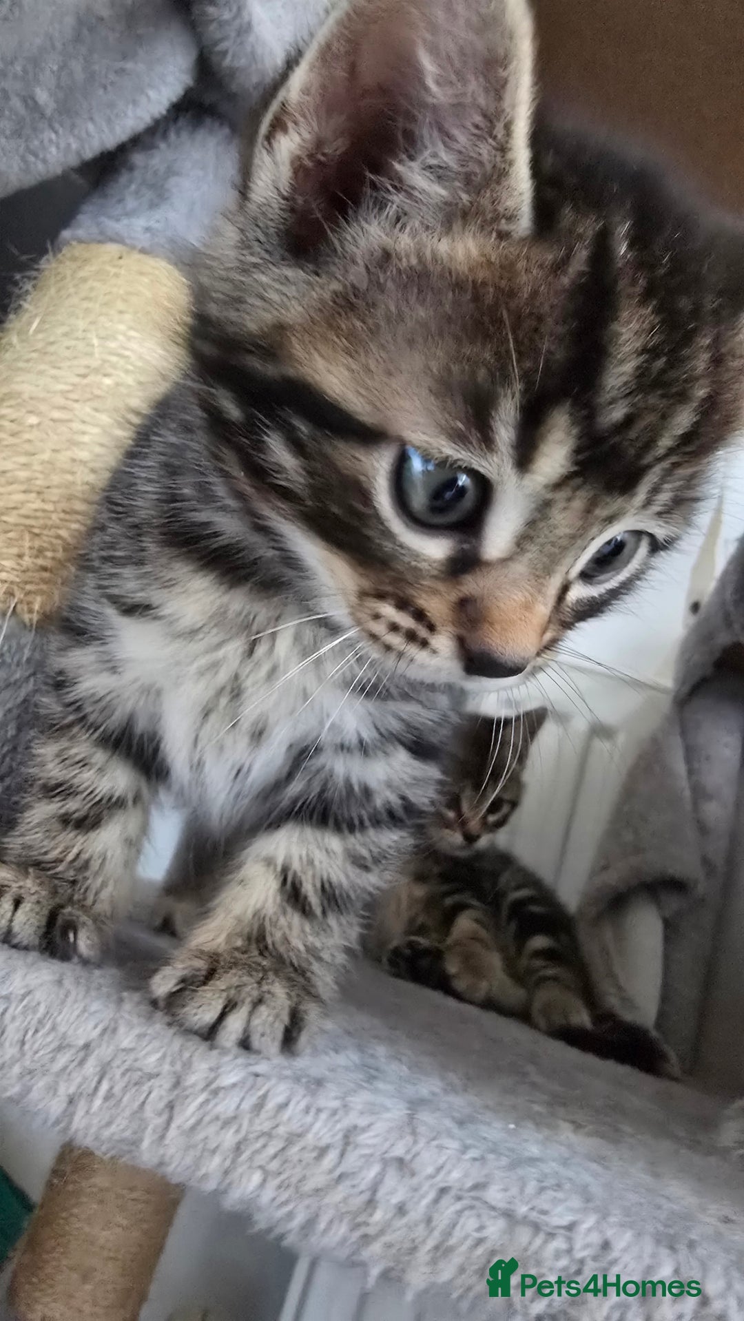 Bengal cats for sale:  Bengal with long haired blk & white kittens - Image 36