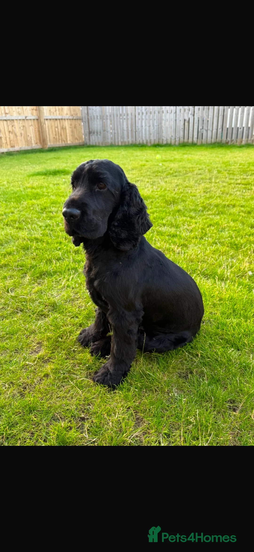 Cocker Spaniel dogs for stud: 🖤 LINDALLOCH ARLO - KC Registered 🖤 - Advert 2