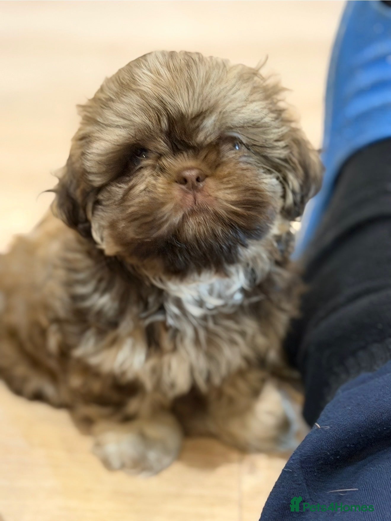 Shih Tzu dogs minature imperial shih Tzu  - Advert 1