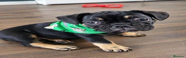 French Bulldog 1