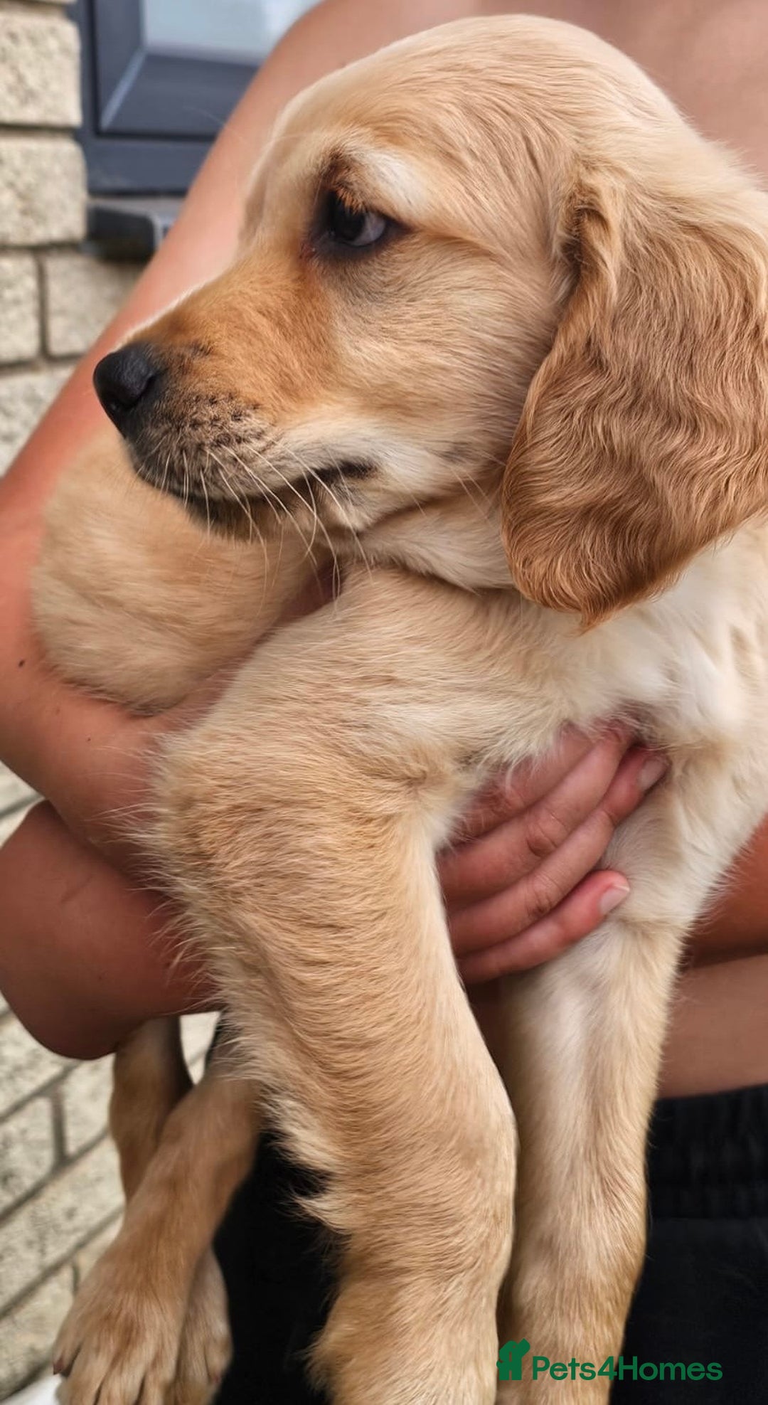 Golden Retriever dogs for sale: Golden Retriever Puppies  - Image 9