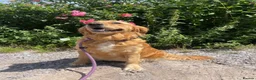 Goldador dogs for sale: Goldador puppies have arrived!  - Advert 12