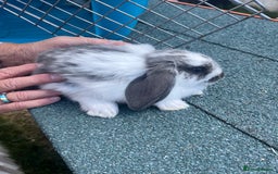 English Lop rabbits for sale: Beautiful bunnies in Pontefract - Image 3