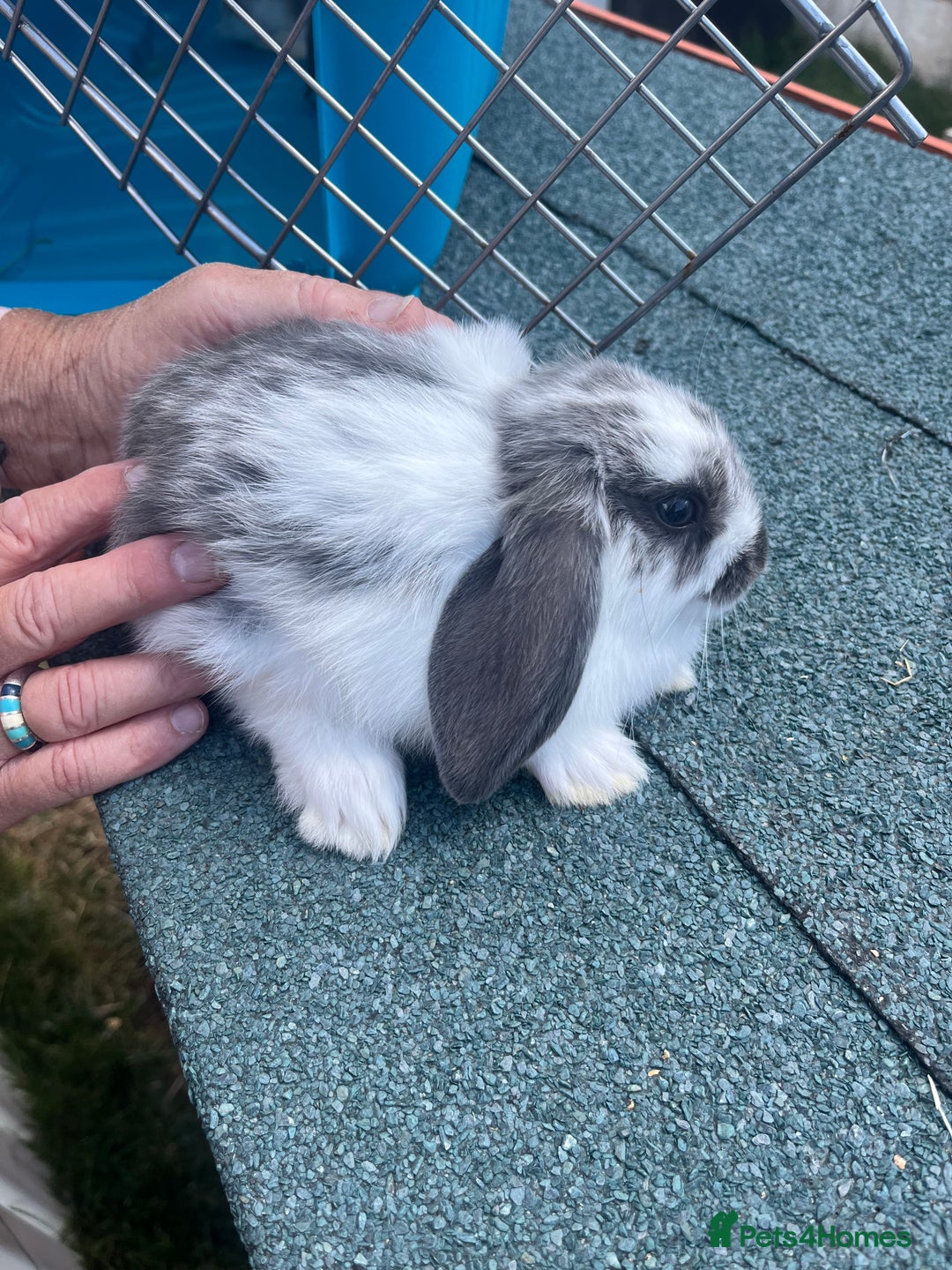 English Lop rabbits for sale: Beautiful bunnies in Pontefract - Image 3