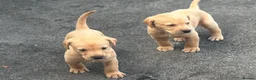 Labrador Retriever dogs for sale: KC REGISTERED LABRADOR PUPPIES - Advert 17