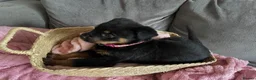 Rottweiler dogs for sale: Beautiful full bread Rottweiler pups  - Advert 4