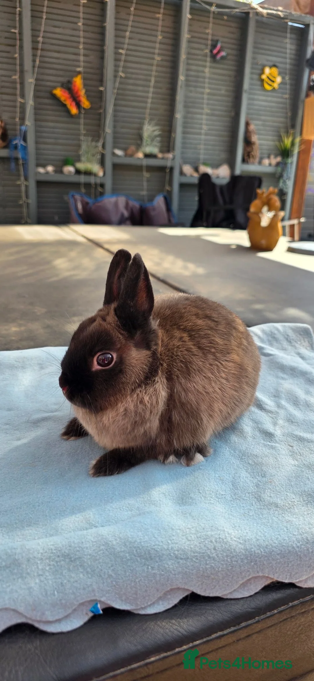 Netherland Dwarf rabbits for sale: Netherland dwarfs ready for new homes - Advert 3