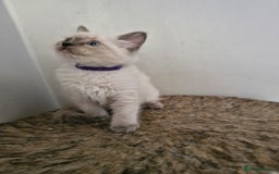 Ragdoll cats for sale: Ragdoll kittens for sale - Image 7