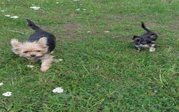 Chorkie dogs for sale: Chorkis pup  - Image 5