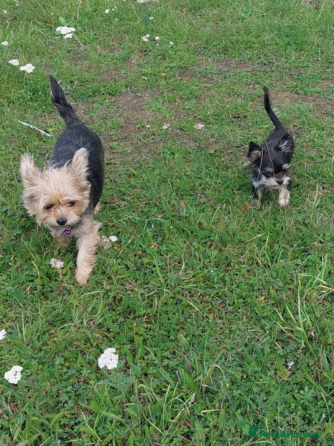 Chorkie dogs for sale: Chorkis pup  - Image 5