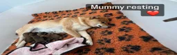 Japanese Shiba Inu dogs for sale: Exclusive Japanese Shiba Inu Puppies  🇯🇵 - Advert 6