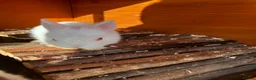 Netherland Dwarf rabbits for sale: Male & x2 Female Netherland Dwarfs Must Go! - Advert 8