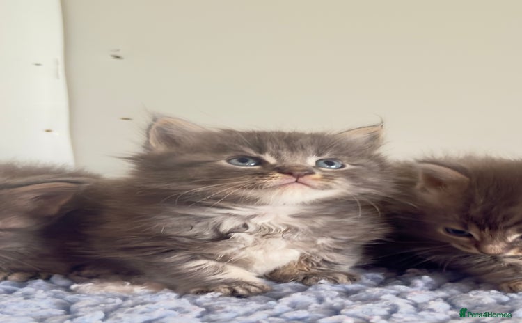Maine Coon cats - Advert 1