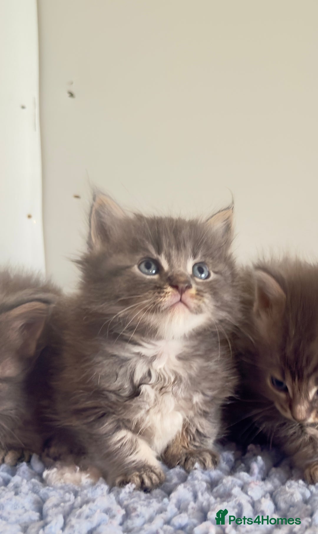 Maine Coon cats for sale: Plush PusZ XXL TICA registered Maine Coon Kittens - Advert 9