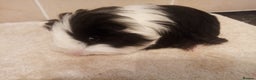 Guinea Pig rodents for sale: Sheltie /Merino Guinea pigs Sows and boars - Advert 3